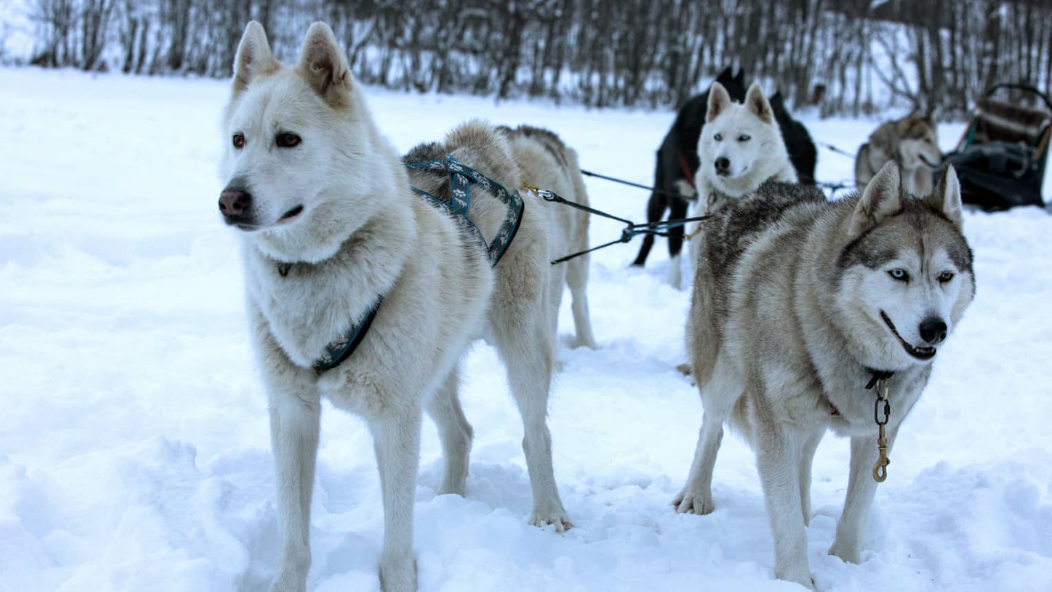 Pack of husky dogs in front of dog sled in snow