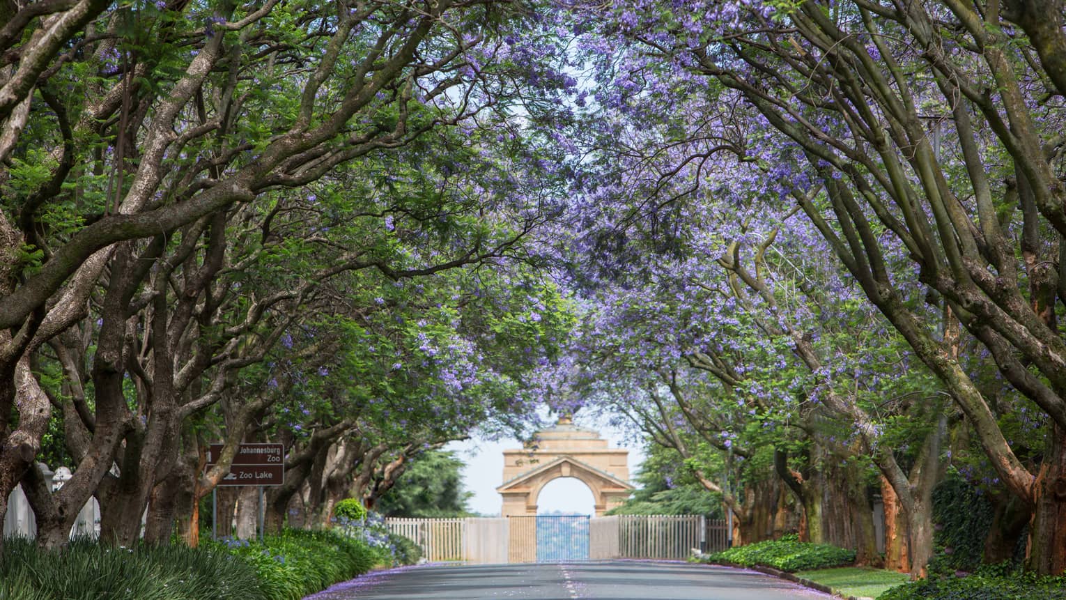 Canopy of trees over road leading to Johannesburg Zoo