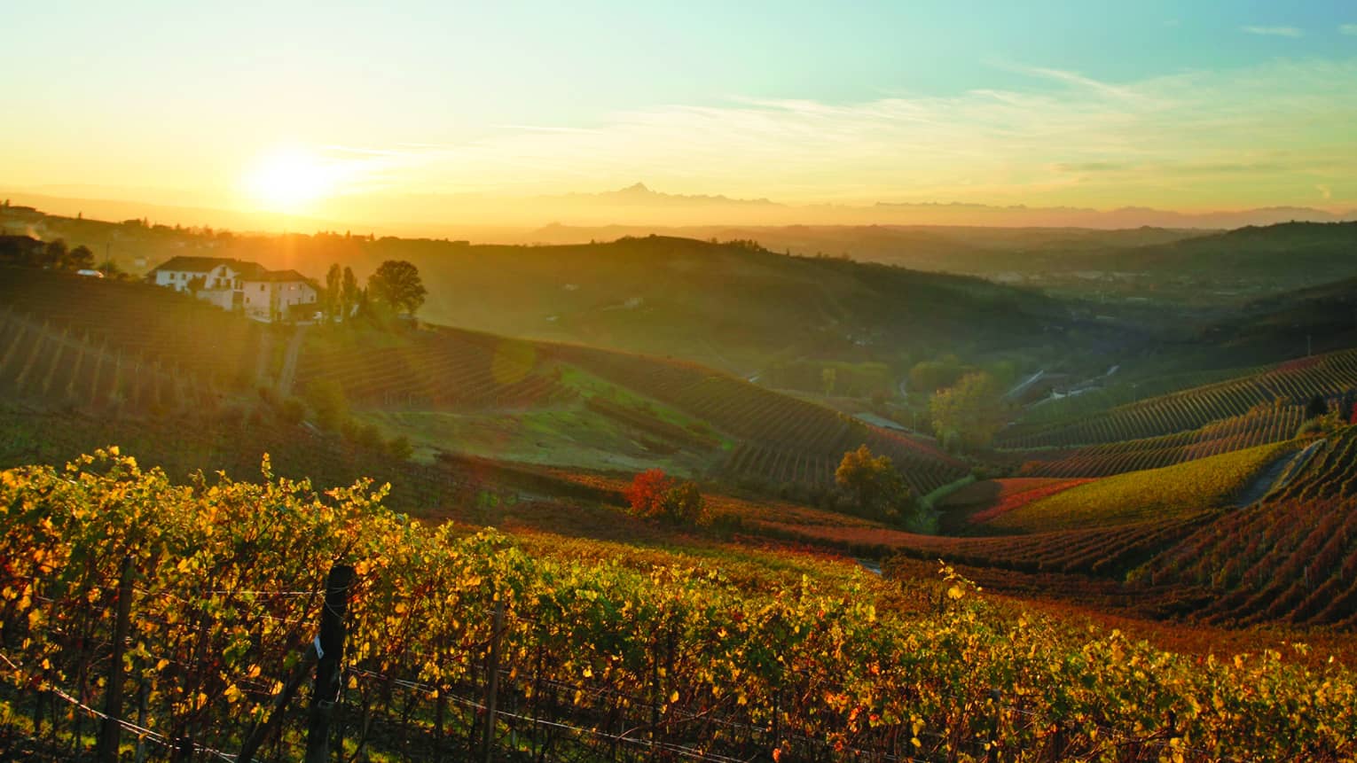 Golden sun over rolling vineyards in Italy 