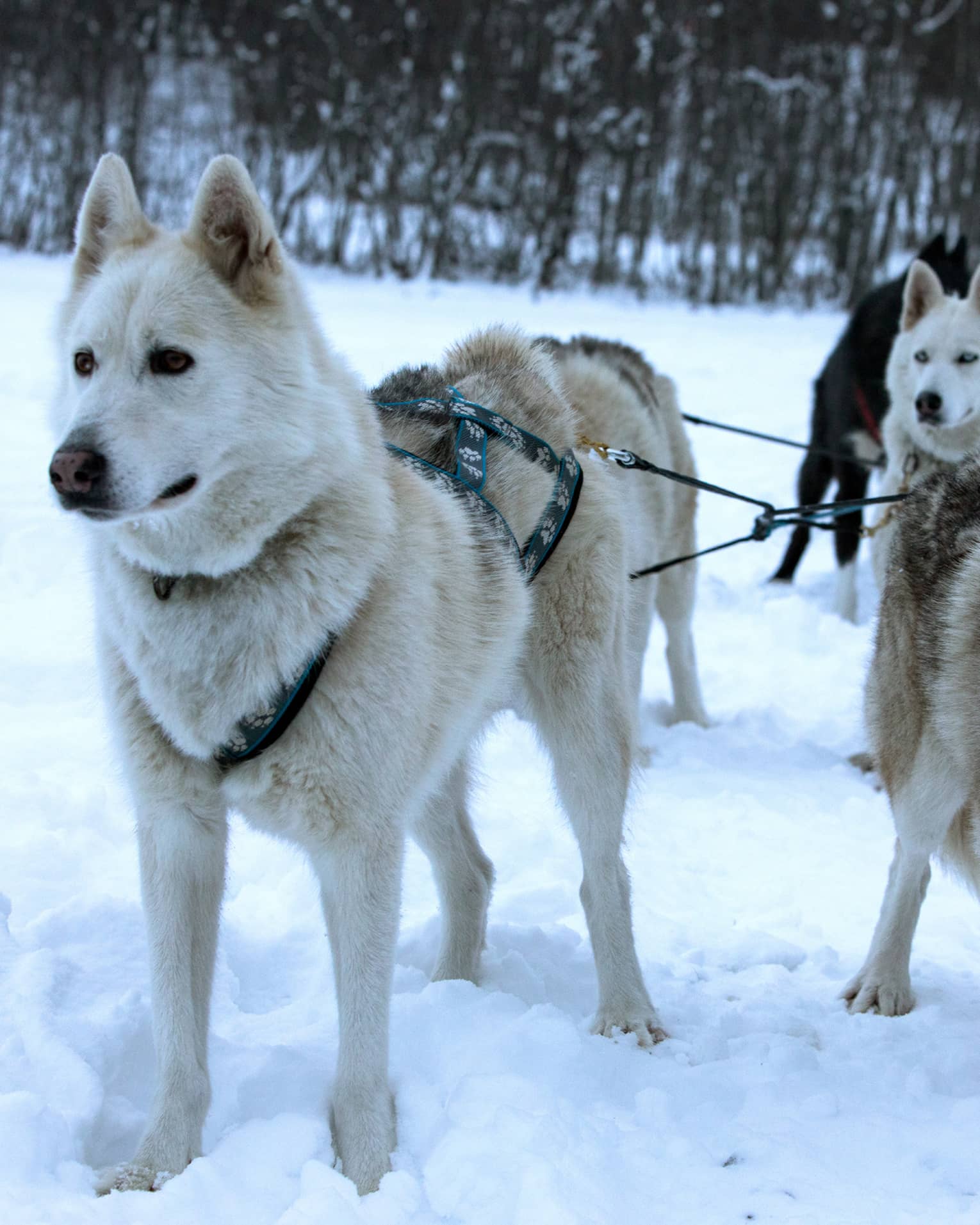 Pack of husky dogs in front of dog sled in snow